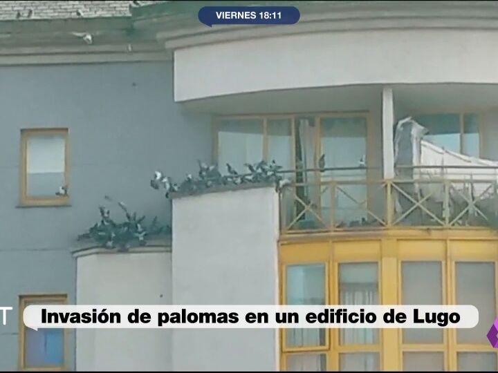 Invasión de palomas en Lugo una vecina lleva ocho años dando toneladas