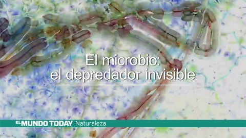 El microbio: el depredador invisible