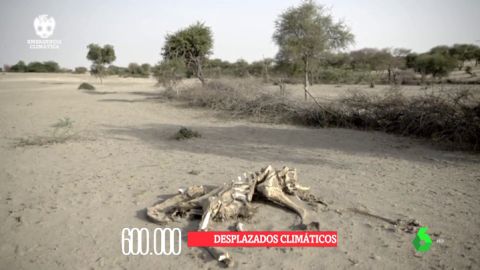 Vivir en Somalilandia, la prueba de las terribles consecuencias del cambio climático: la sequía lo ha arrasado todo
