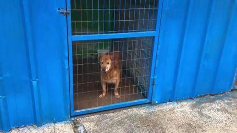 Las protectoras de animales, al borde del colapso durante el estado de alarma por el coronavirus