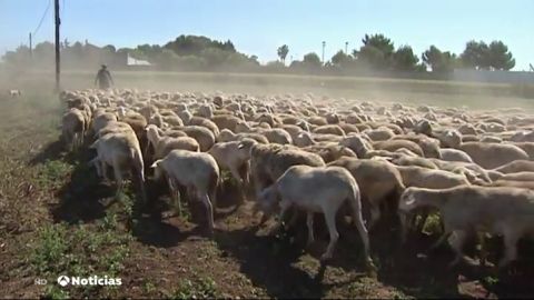Los pastores enseñan a combatir la soledad durante el coronavirus