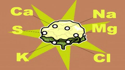 Capítulo 58: La coliflor