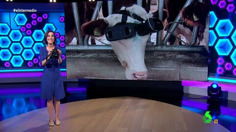La "solución al debate de macrogranjas" de un granjero turco: gafas de realidad virtual para vacas