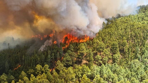 (23-07-22) El incendio de Tenerife ya alcanza el Parque Nacional del Teide tras arrasar más de 2.100 hectáreas