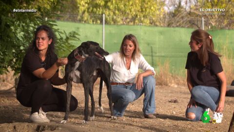 (05-10-22) 'Somos Galgos' denuncia el maltrato animal en España: "El que quiere matar a un perro puede hacerlo, sabe que no le pasará nada"