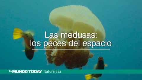 Las medusas: Los peces del espacio