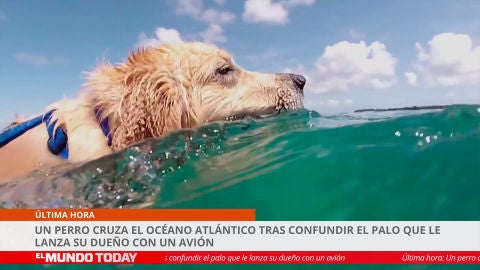Un perro cruza el océano Atlántico tras confundir un avión con el palo de su dueño
