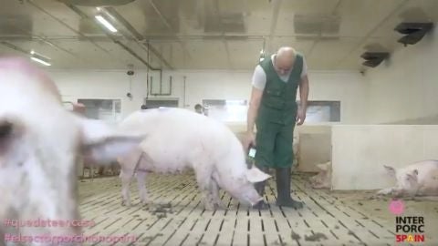 El sector porcino lanza una campaña para dar las gracias a los que siguen trabajando durante el estado de alarma