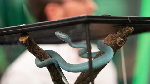 ¡Qué peligro! Marron trae a 'El Hormiguero 3.0' algunas de las serpientes más venenosa del mundo